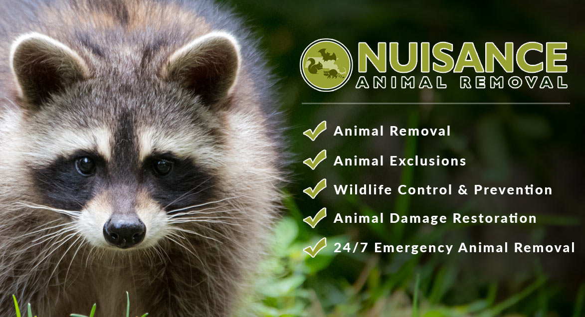 raccoon removal