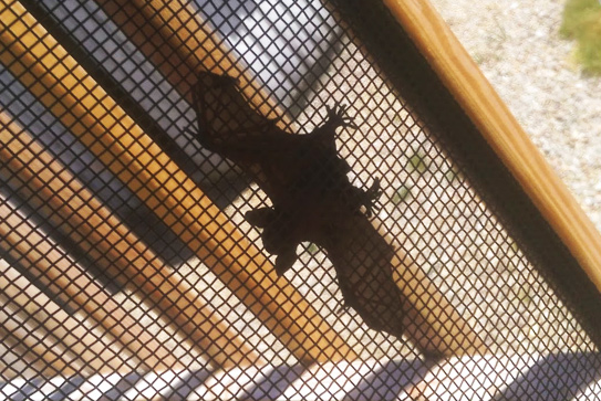 bat removal massachusetts