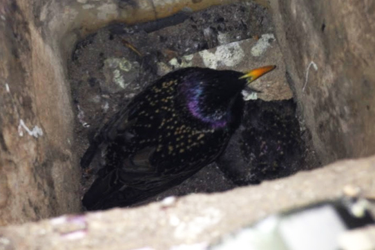 keep animals out of attic