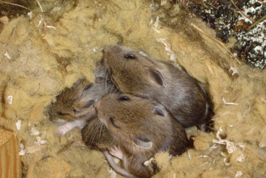 mice and rodent removal