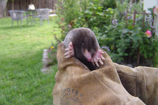 moles in yard