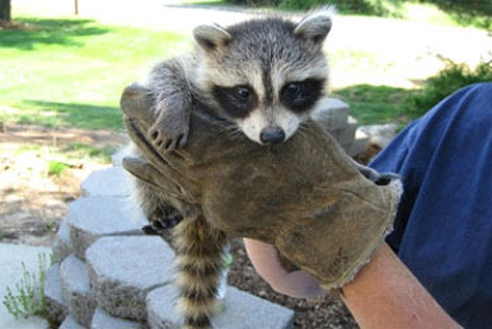 raccoon removal