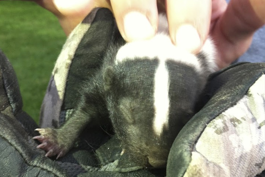 skunk removal in massachusetts