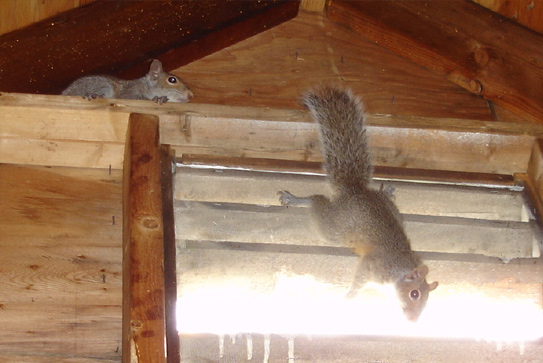 squirrels in attic