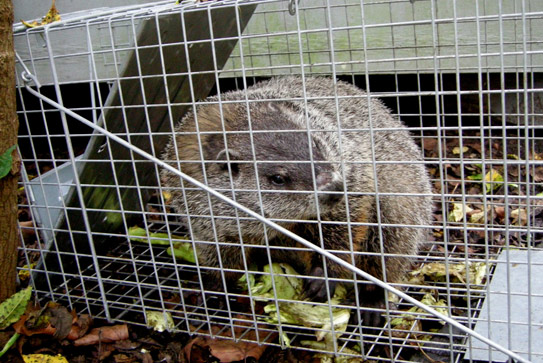 woodchuck removal